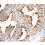 Immunohistochemistry - DNMT1 Antibody from Signalway Antibody (36826) - Antibodies.com