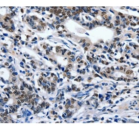 Immunohistochemistry - ENPP3 Antibody from Signalway Antibody (36841) - Antibodies.com