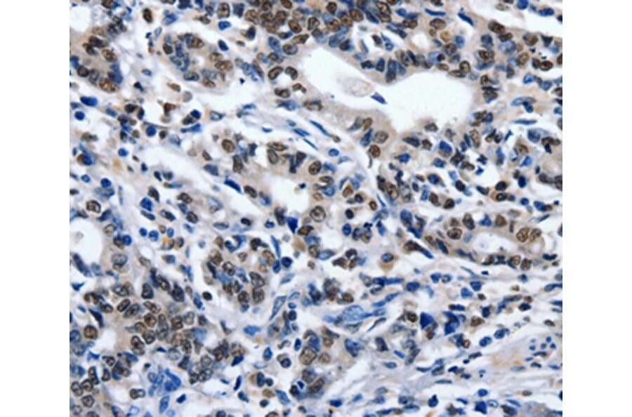 Immunohistochemistry - ENPP3 Antibody from Signalway Antibody (36841) - Antibodies.com