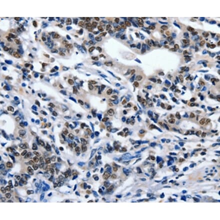 Immunohistochemistry - ENPP3 Antibody from Signalway Antibody (36841) - Antibodies.com