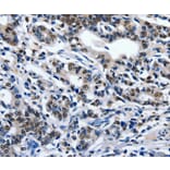 Immunohistochemistry - ENPP3 Antibody from Signalway Antibody (36841) - Antibodies.com