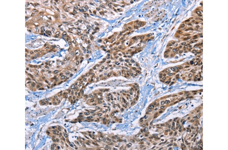 Immunohistochemistry - EPHA4 Antibody from Signalway Antibody (36845) - Antibodies.com