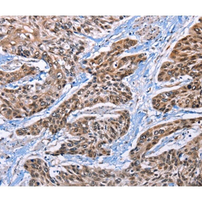 Immunohistochemistry - EPHA4 Antibody from Signalway Antibody (36845) - Antibodies.com
