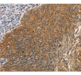 Immunohistochemistry - MAPK6 Antibody from Signalway Antibody (36847) - Antibodies.com