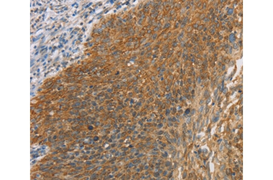 Immunohistochemistry - MAPK6 Antibody from Signalway Antibody (36847) - Antibodies.com