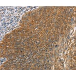 Immunohistochemistry - MAPK6 Antibody from Signalway Antibody (36847) - Antibodies.com