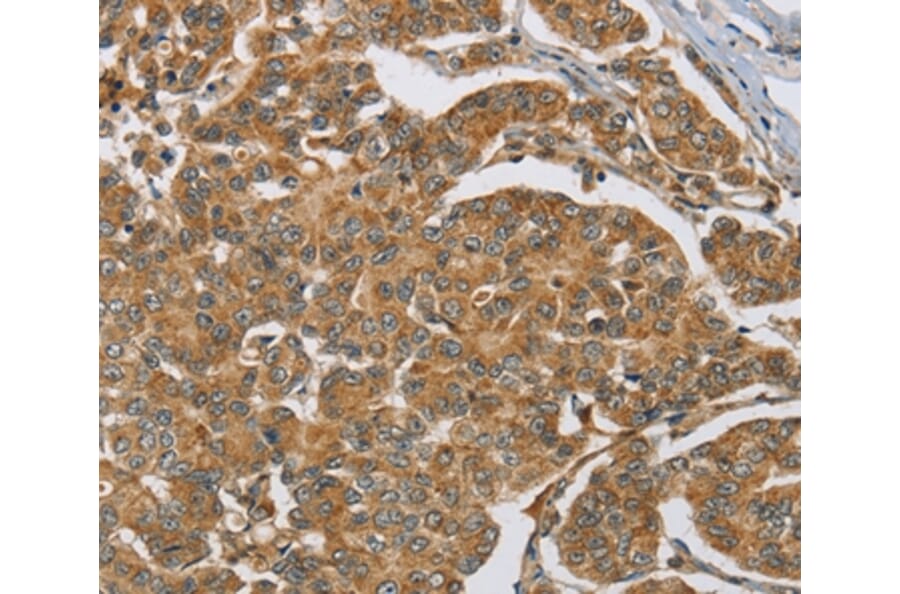 Immunohistochemistry - MAPK6 Antibody from Signalway Antibody (36847) - Antibodies.com