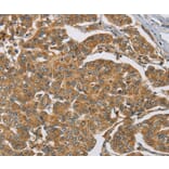 Immunohistochemistry - MAPK6 Antibody from Signalway Antibody (36847) - Antibodies.com