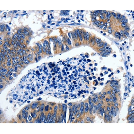 Immunohistochemistry - GAD2 Antibody from Signalway Antibody (36879) - Antibodies.com