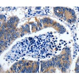 Immunohistochemistry - GAD2 Antibody from Signalway Antibody (36879) - Antibodies.com