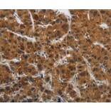 Immunohistochemistry - GATA5 Antibody from Signalway Antibody (36883) - Antibodies.com