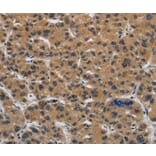 Immunohistochemistry - CLDN2 Antibody from Signalway Antibody (36890) - Antibodies.com