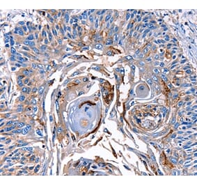 Immunohistochemistry - LRP2 Antibody from Signalway Antibody (36907) - Antibodies.com