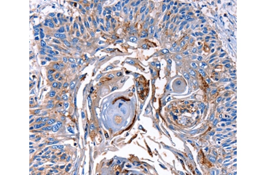 Immunohistochemistry - LRP2 Antibody from Signalway Antibody (36907) - Antibodies.com