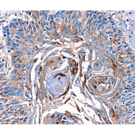 Immunohistochemistry - LRP2 Antibody from Signalway Antibody (36907) - Antibodies.com