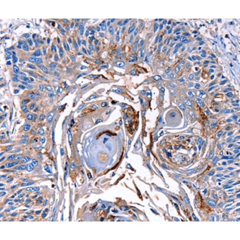 Immunohistochemistry - LRP2 Antibody from Signalway Antibody (36907) - Antibodies.com