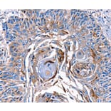 Immunohistochemistry - LRP2 Antibody from Signalway Antibody (36907) - Antibodies.com
