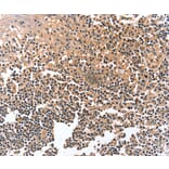 Immunohistochemistry - GRB10 Antibody from Signalway Antibody (36908) - Antibodies.com