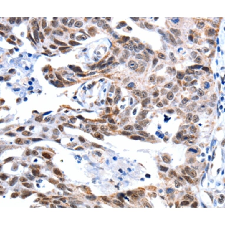 Immunohistochemistry - GSK3A Antibody from Signalway Antibody (36917) - Antibodies.com