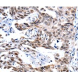 Immunohistochemistry - GSK3A Antibody from Signalway Antibody (36917) - Antibodies.com