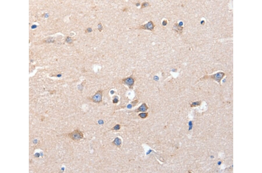 Immunohistochemistry - KCNH8 Antibody from Signalway Antibody (36921) - Antibodies.com