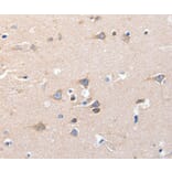 Immunohistochemistry - KCNH8 Antibody from Signalway Antibody (36921) - Antibodies.com