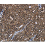 Immunohistochemistry - HOXC8 Antibody from Signalway Antibody (36923) - Antibodies.com
