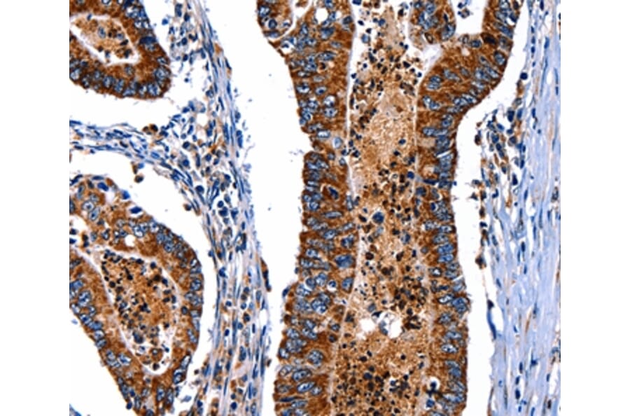 Immunohistochemistry - ITGA7 Antibody from Signalway Antibody (36933) - Antibodies.com