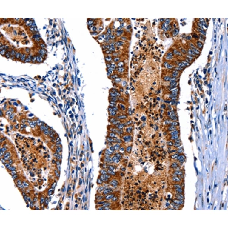 Immunohistochemistry - ITGA7 Antibody from Signalway Antibody (36933) - Antibodies.com