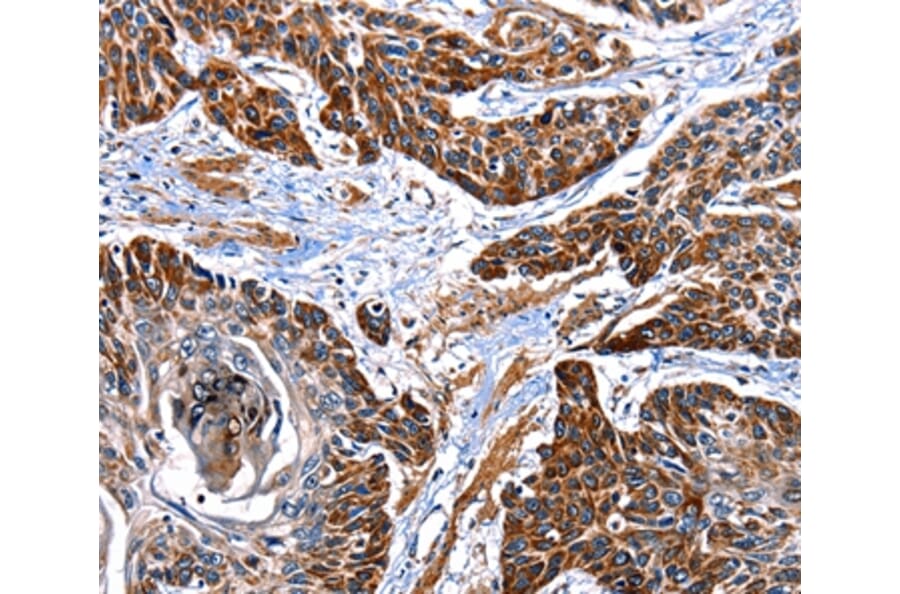 Immunohistochemistry - ITGA7 Antibody from Signalway Antibody (36933) - Antibodies.com