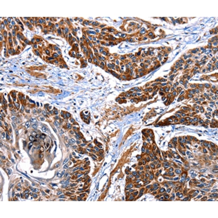 Immunohistochemistry - ITGA7 Antibody from Signalway Antibody (36933) - Antibodies.com