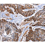 Immunohistochemistry - ITGA7 Antibody from Signalway Antibody (36933) - Antibodies.com