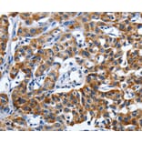 Immunohistochemistry - LAMA1 Antibody from Signalway Antibody (36953) - Antibodies.com