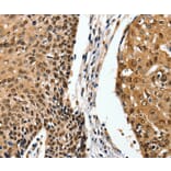 Immunohistochemistry - ITGAM Antibody from Signalway Antibody (36962) - Antibodies.com