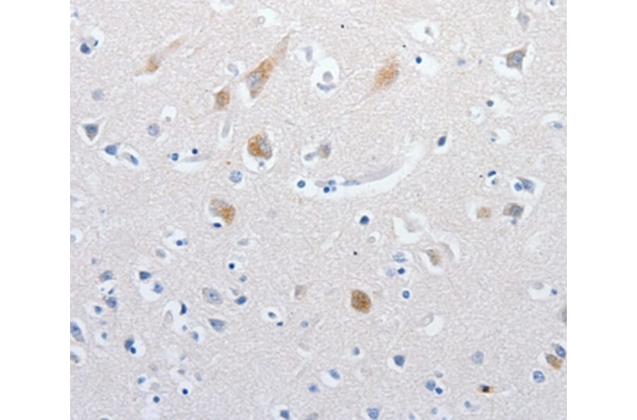 Immunohistochemistry - MATN1 Antibody from Signalway Antibody (36966) - Antibodies.com