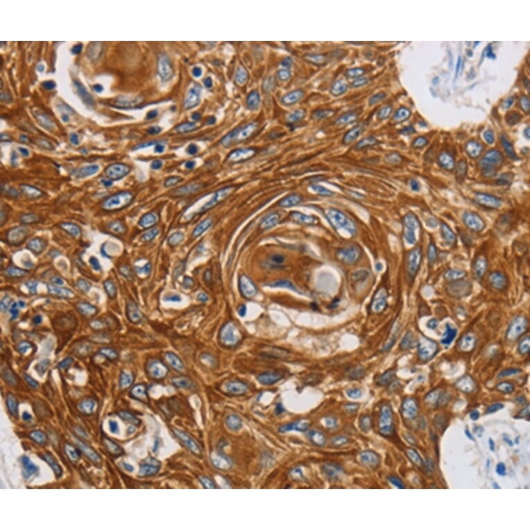 Immunohistochemistry - GRIN1 Antibody from Signalway Antibody (37001) - Antibodies.com