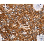 Immunohistochemistry - GRIN1 Antibody from Signalway Antibody (37001) - Antibodies.com