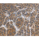 Immunohistochemistry - GRIN1 Antibody from Signalway Antibody (37001) - Antibodies.com
