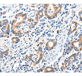 Immunohistochemistry - GRIA2 Antibody from Signalway Antibody (37006) - Antibodies.com