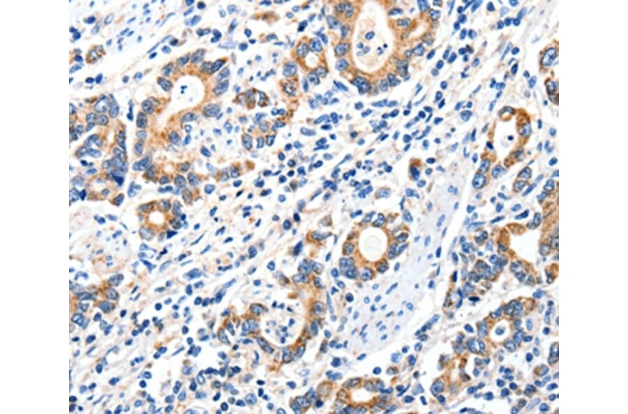Immunohistochemistry - GRIA2 Antibody from Signalway Antibody (37006) - Antibodies.com