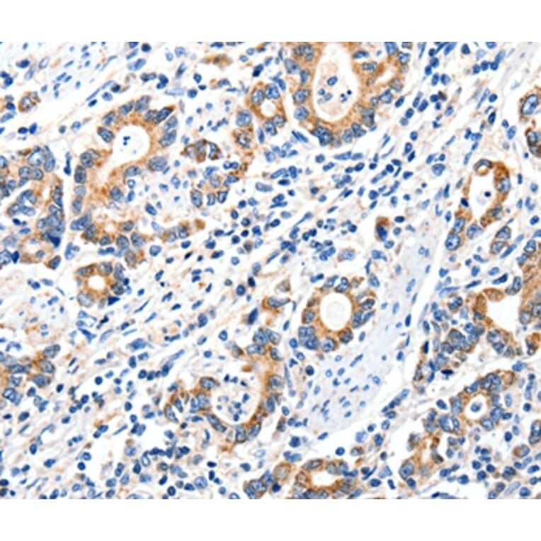 Immunohistochemistry - GRIA2 Antibody from Signalway Antibody (37006) - Antibodies.com
