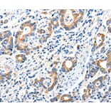 Immunohistochemistry - GRIA2 Antibody from Signalway Antibody (37006) - Antibodies.com