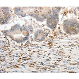 Immunohistochemistry - PTTG2 Antibody from Signalway Antibody (37021) - Antibodies.com