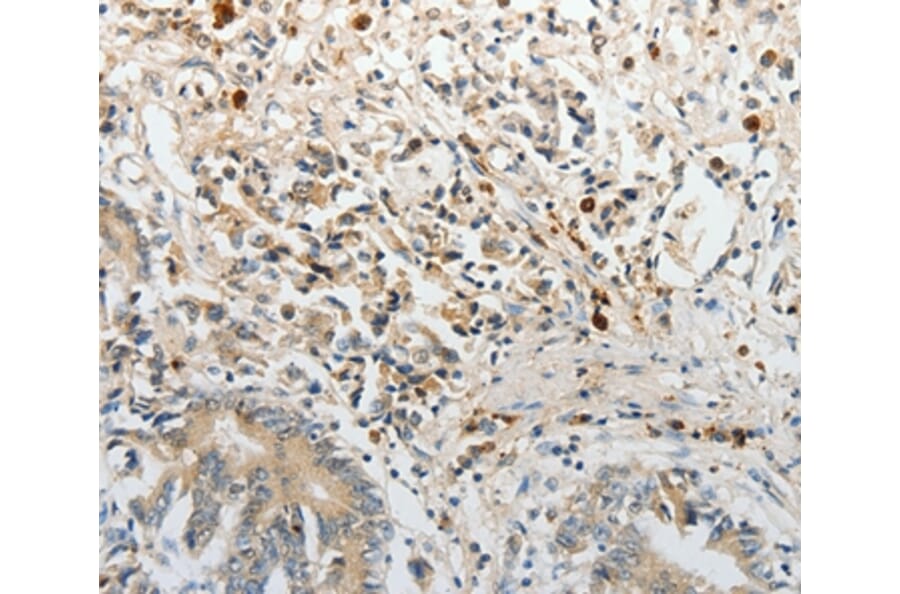 Immunohistochemistry - PTTG2 Antibody from Signalway Antibody (37021) - Antibodies.com