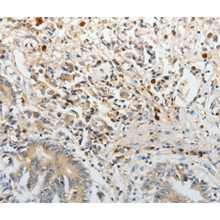 Immunohistochemistry - PTTG2 Antibody from Signalway Antibody (37021) - Antibodies.com