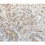 Immunohistochemistry - PTTG2 Antibody from Signalway Antibody (37021) - Antibodies.com