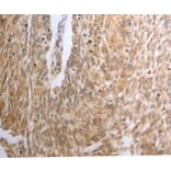 Immunohistochemistry - RAD51 Antibody from Signalway Antibody (37022) - Antibodies.com