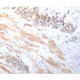 Immunohistochemistry - RAD51 Antibody from Signalway Antibody (37022) - Antibodies.com