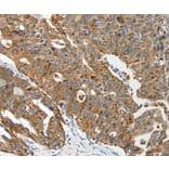 Immunohistochemistry - ABCD2 Antibody from Signalway Antibody (37073) - Antibodies.com