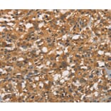Immunohistochemistry - APOC4 Antibody from Signalway Antibody (37114) - Antibodies.com